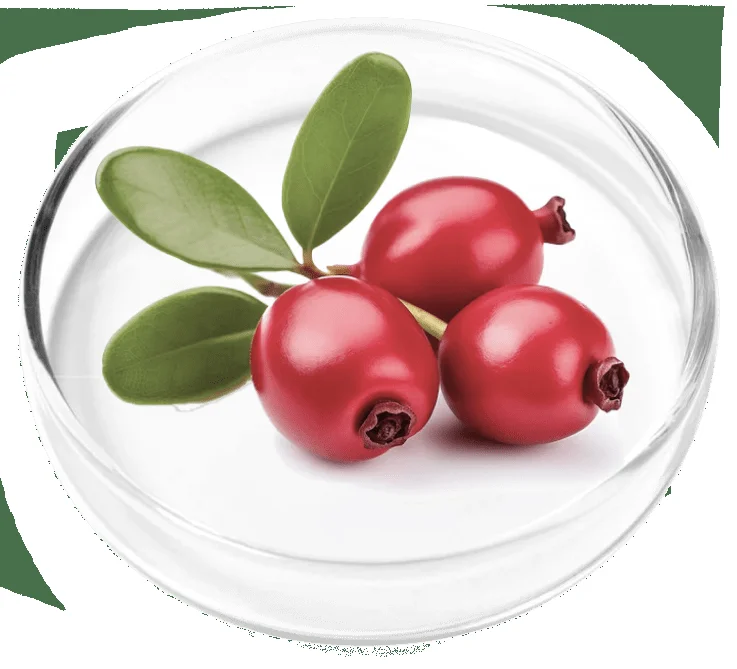 Bearberry leaf petri dish.