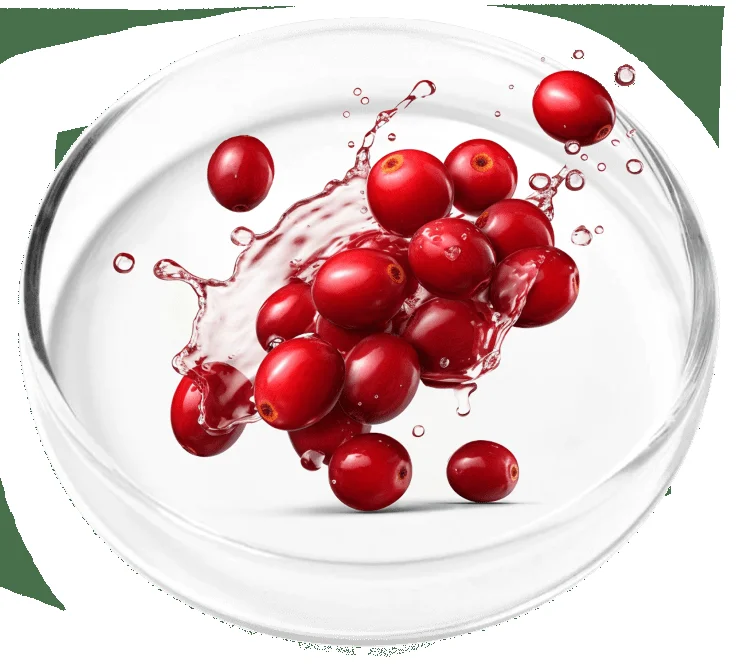 Cranberry extract petri dish.