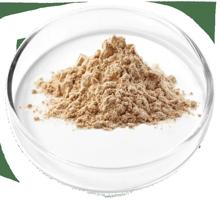 Granular berberine powder petri dish.