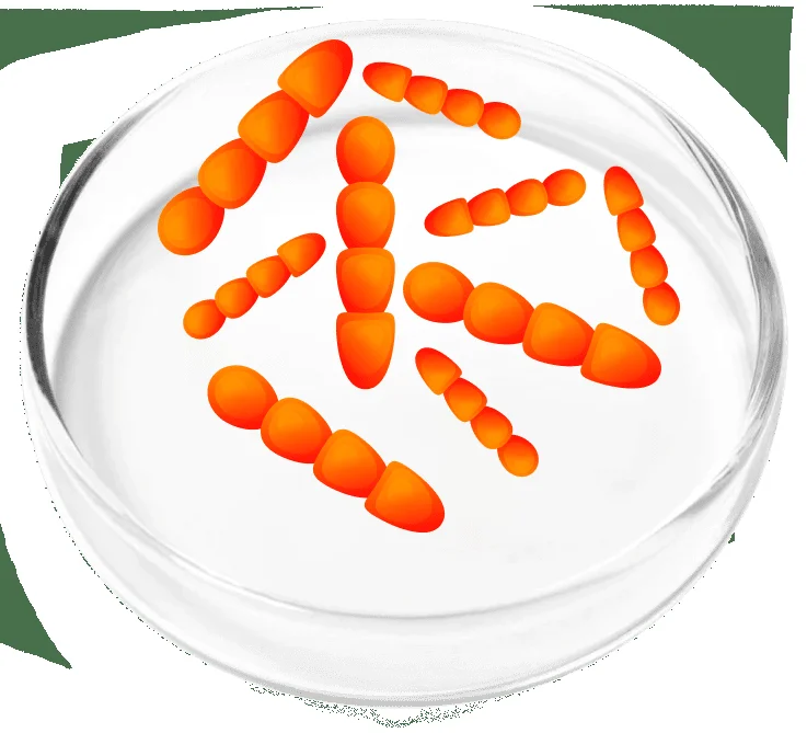 Lactobacillus crispatus petri dish.