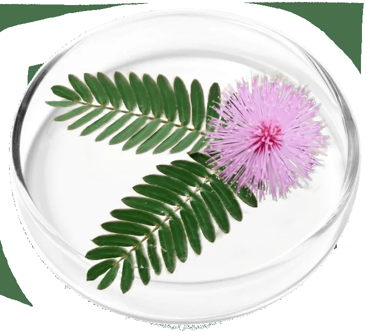 Mimosa pudica extract petri dish.